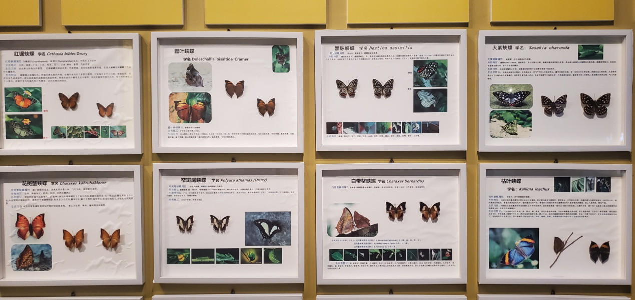 1662447850976717.png 6 鳳凰臺植物公園蝴蝶展館里各種珍稀蝴蝶標(biāo)本展示.png